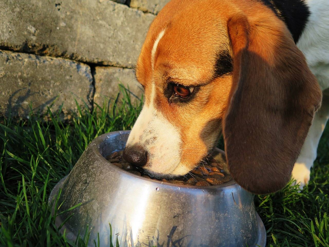 Guide to make your pet food at home